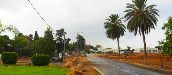 Blick entlang der Straße gesäumt mit Palmen im Kibbutz