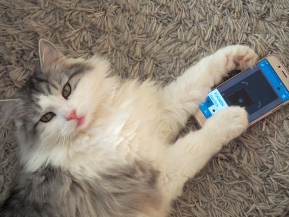 Katze die mit einem Handy in den Pfoten am Boden liegt