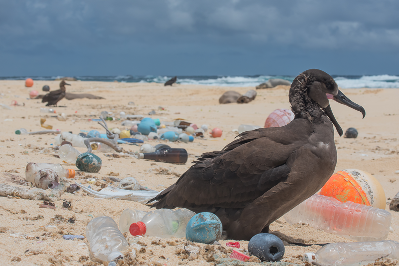 bird-surrounded-by-plastic-photo-by-matthew_chauvin.png