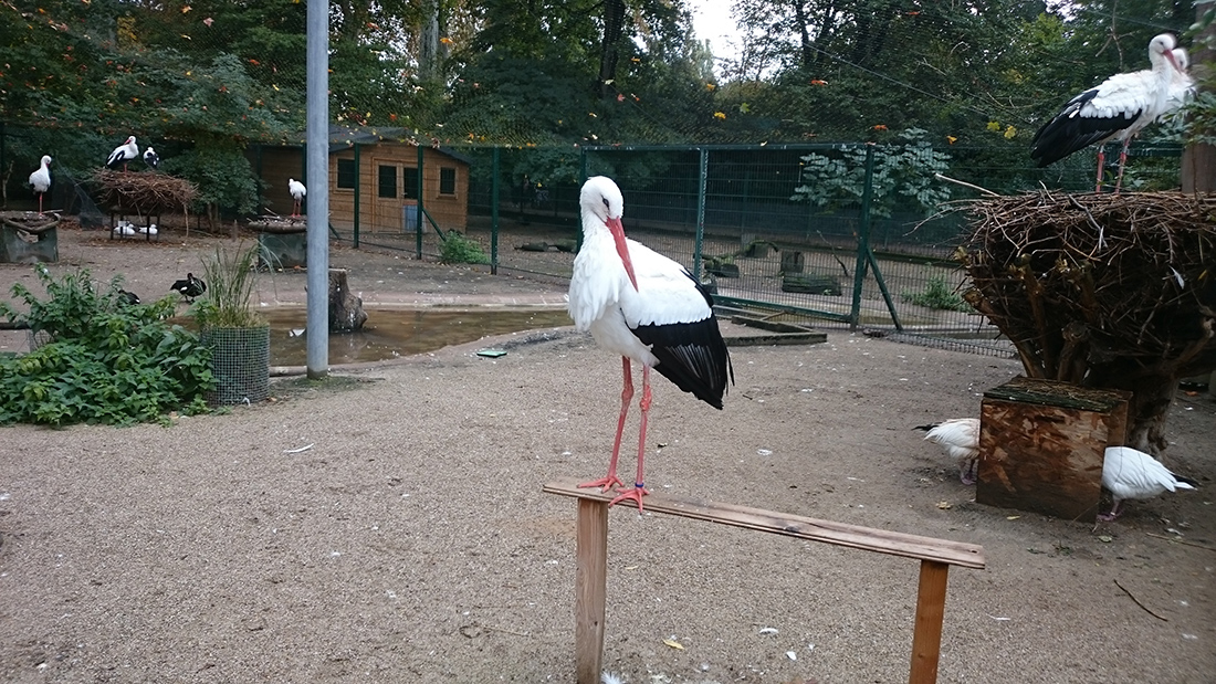 storch-symbol-elsass-kerstin-reiner.jpg